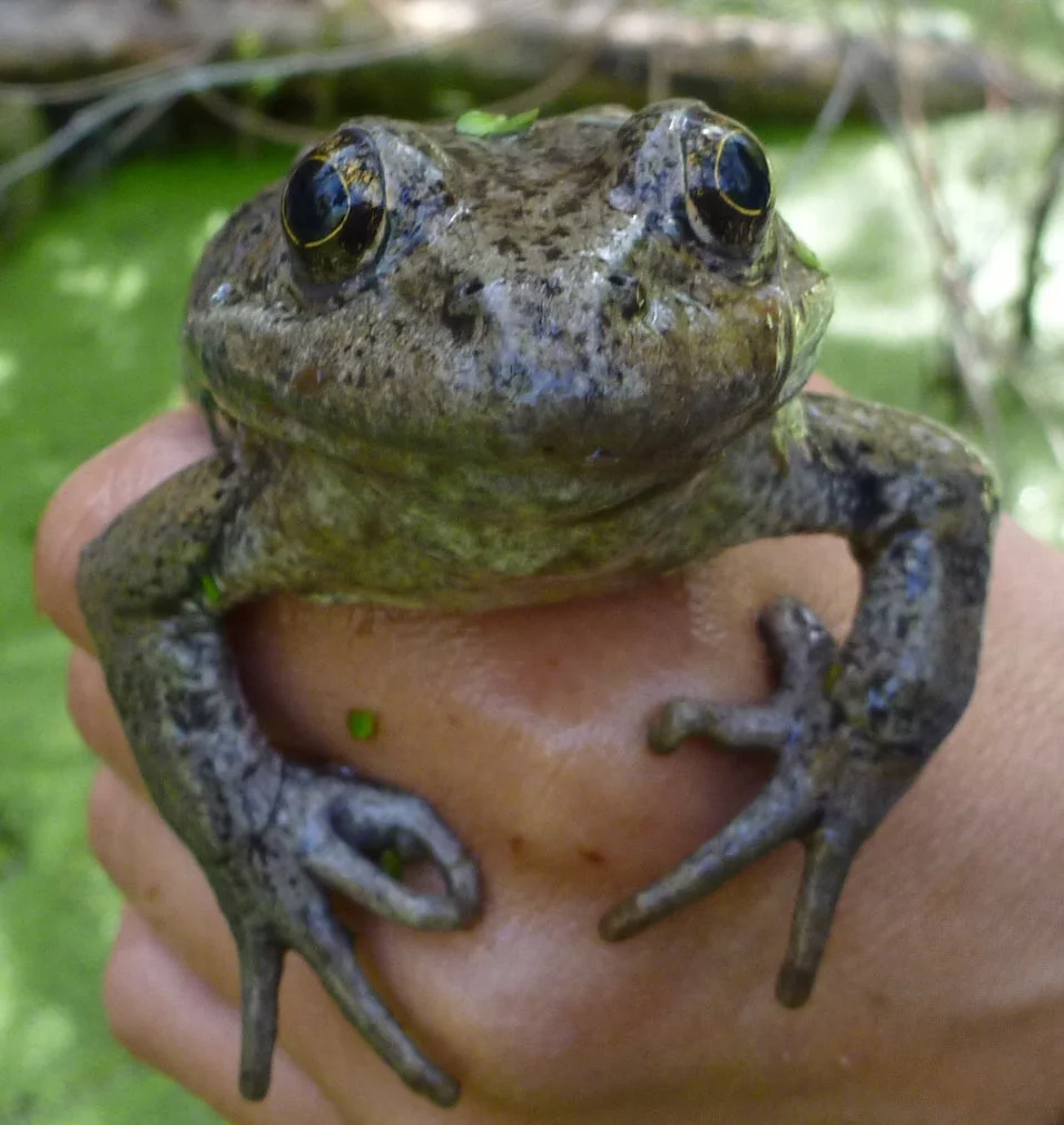 A person holds a red legged frog