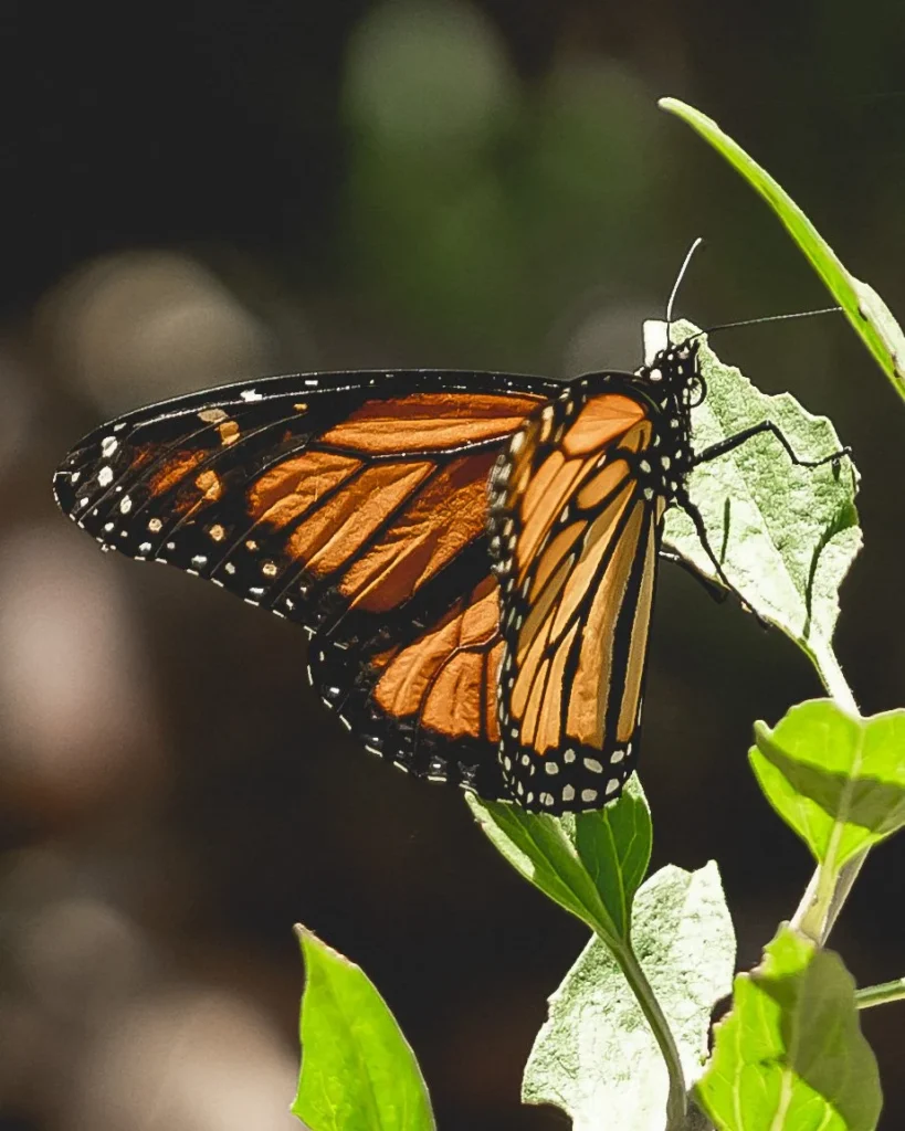 Close up shot of Monarch Butterfly