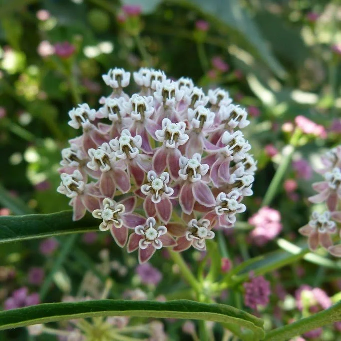 narrowleaf milkweed bloom