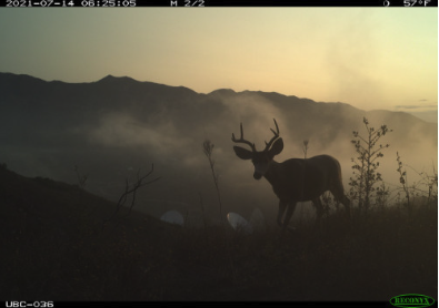 Wildlife After The Woolsey Fire: Research Recovery Project Exhibit