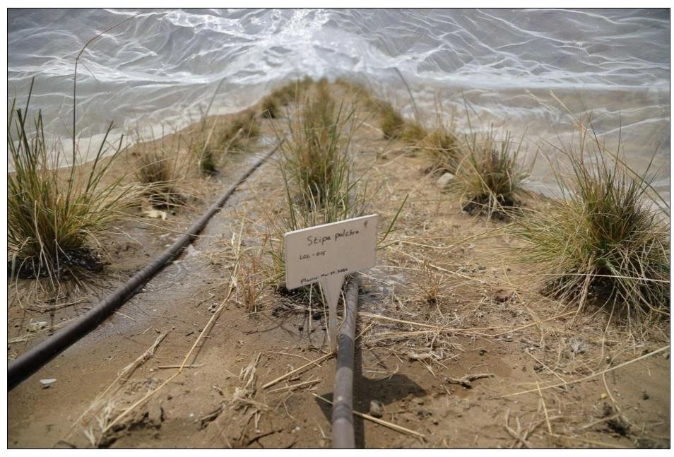 SAMO Paramount Seed Farm Stipa Pulchra