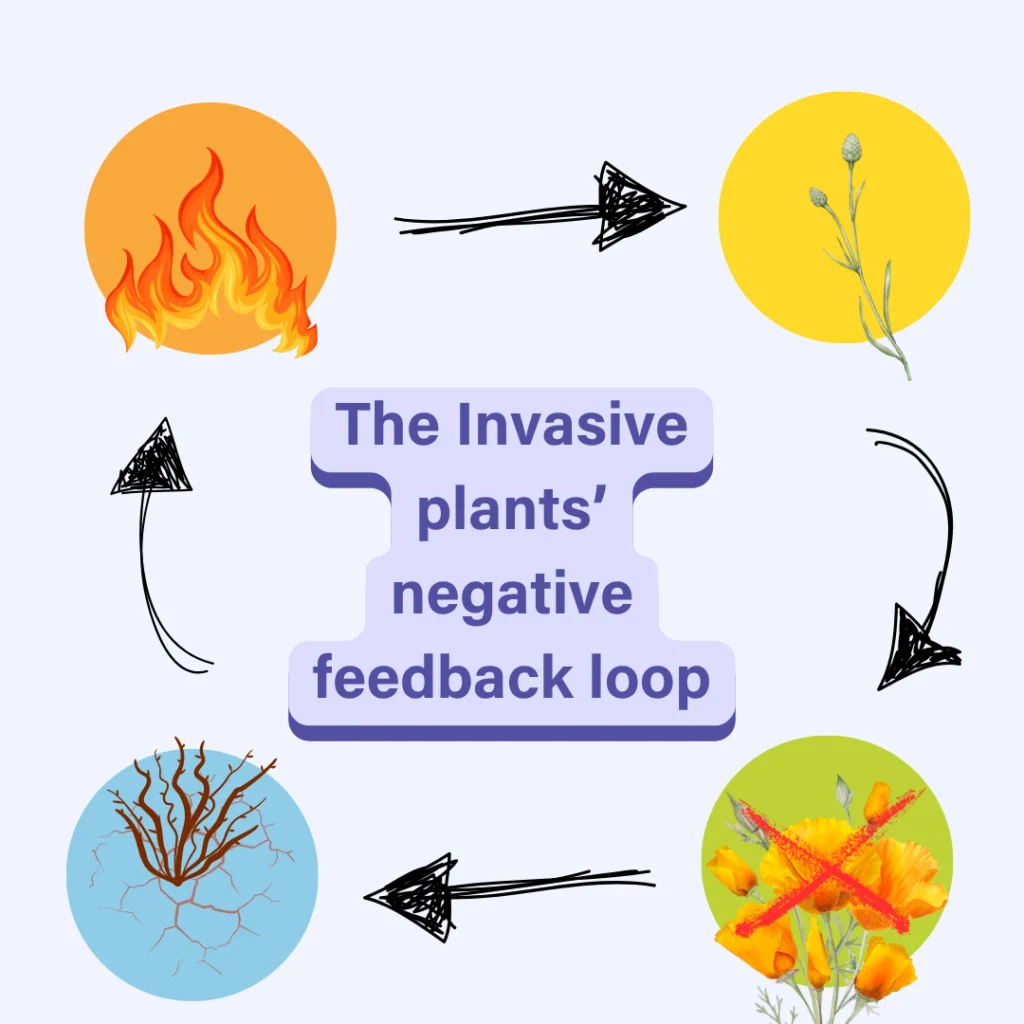 The invasive plant graph