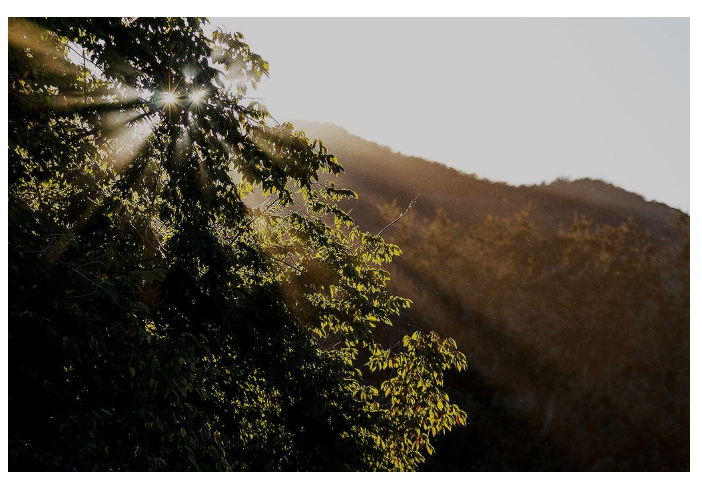 Sunlight streams through foliage, casting rays over a mountain landscape