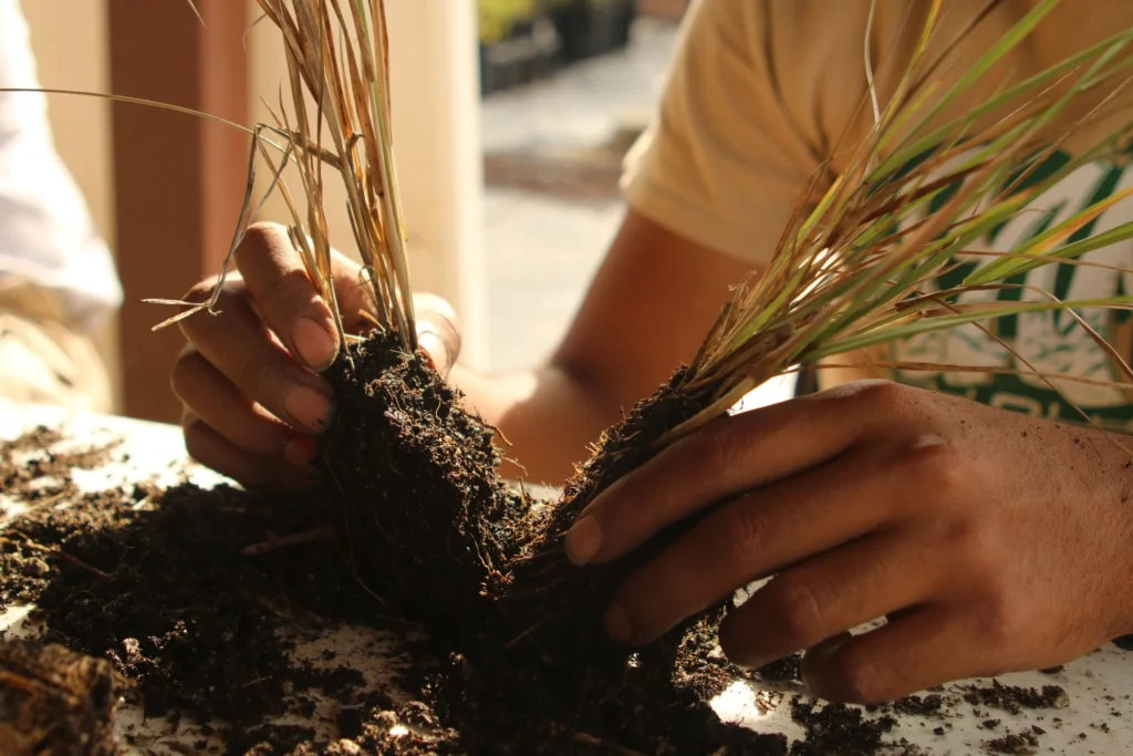 Hands are separating soil-bound grass roots, demonstrating plant propagation techniques