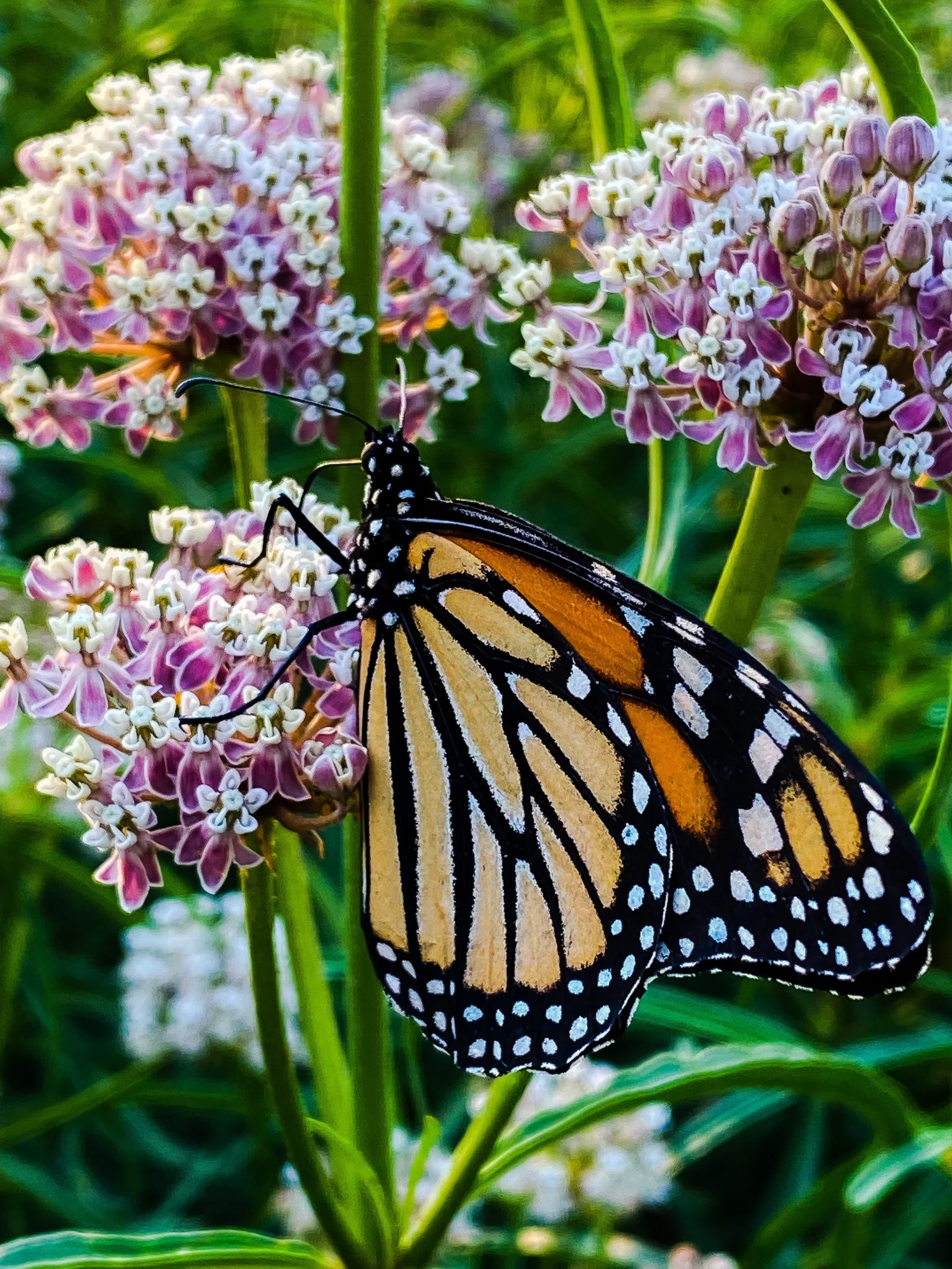 Monarch butterfly perched on pink and white flowers