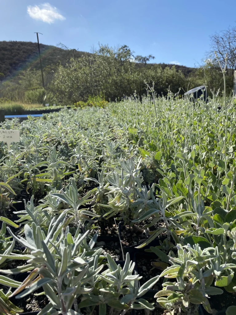 Lush green seedlings grow in a nursery under a clear blue sky