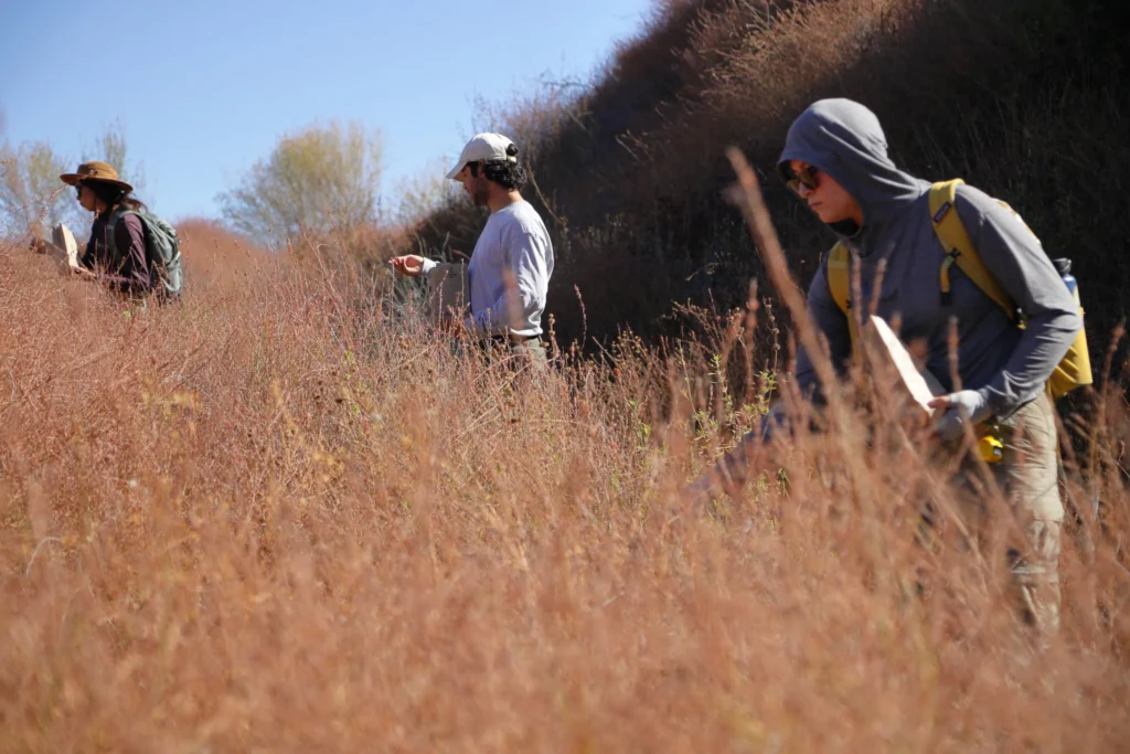 Three individuals in casual outdoor attire are foraging in tall wild grass on a sunny day