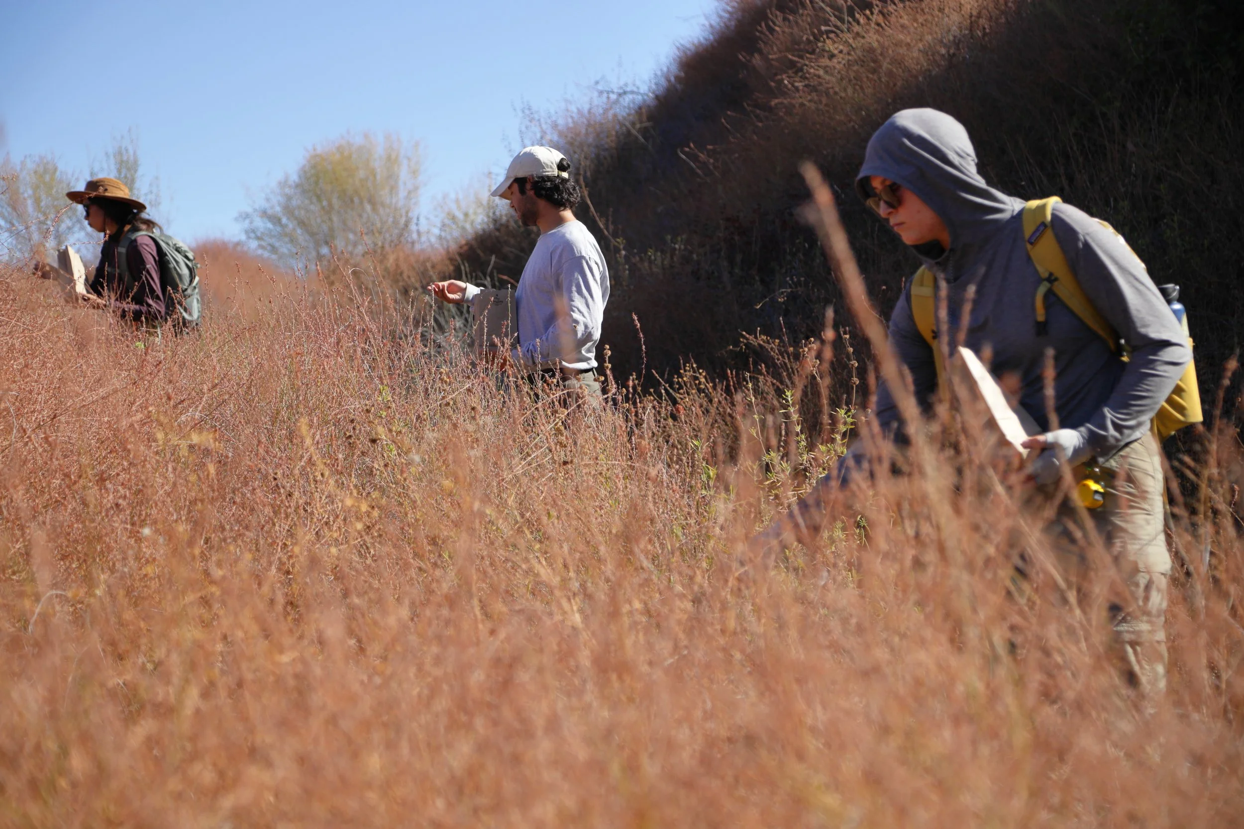 Three individuals in casual outdoor attire are foraging in tall wild grass on a sunny day