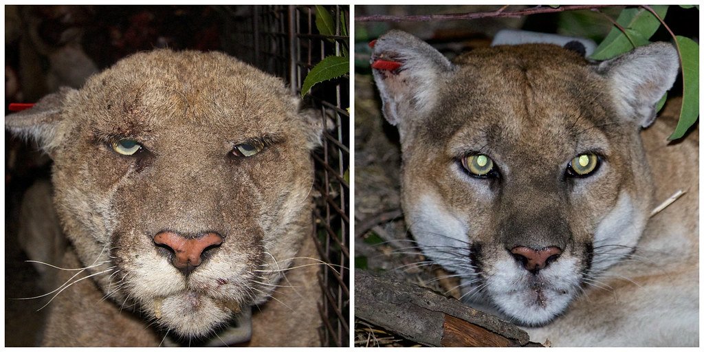 Lion Before and After