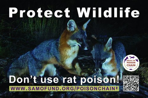 Protect Wildlife Fox