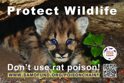 Protect Wildlife Lion