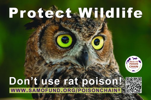 Protect Wildlife Owl