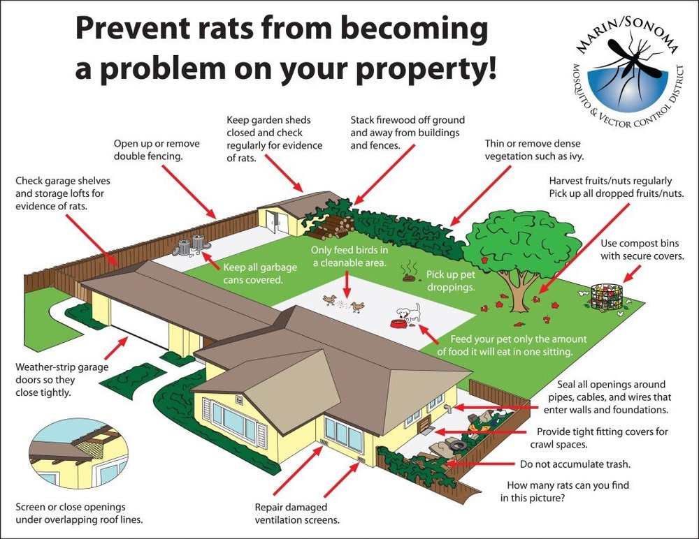new rat house