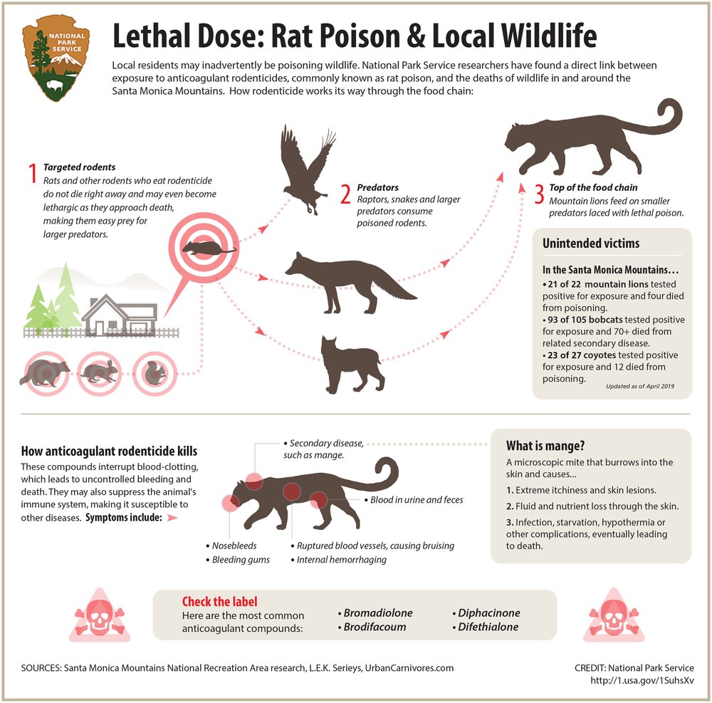 Rodenticide Infographic