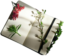 Journal
